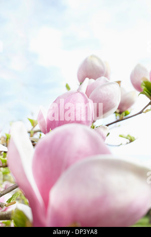 Nahaufnahme der Blüte Magnolie, Deutschland Stockfoto