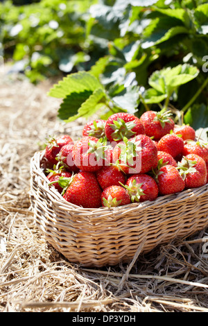 Nahaufnahme von Körbchen voll Erdbeeren in Feld, Deutschland Stockfoto