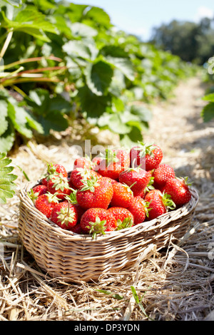 Nahaufnahme von Körbchen voll Erdbeeren in Feld, Deutschland Stockfoto