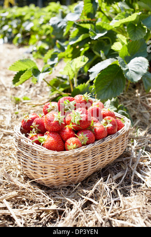 Nahaufnahme von Körbchen voll Erdbeeren in Feld, Deutschland Stockfoto