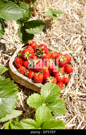 Nahaufnahme von Körbchen voll Erdbeeren in Feld, Deutschland Stockfoto