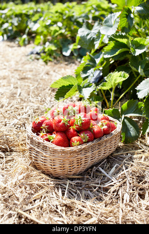 Nahaufnahme von Körbchen voll Erdbeeren in Feld, Deutschland Stockfoto