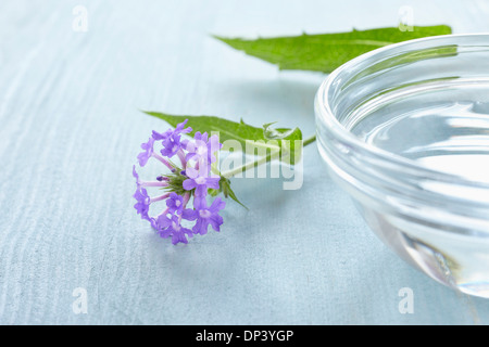 Stillleben mit Bach-Blüten (Vervain) und Schüssel mit Wasser, Deutschland Stockfoto