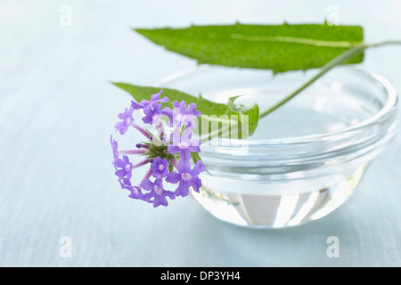 Stillleben mit Bach-Blüten (Vervain) und Schüssel mit Wasser, Deutschland Stockfoto