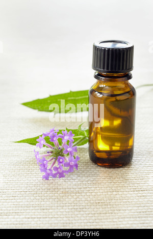 Stillleben mit Bach-Blüten (Vervain) und Medizin-Flasche, Deutschland Stockfoto