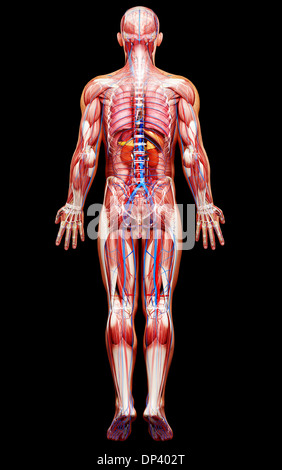 Menschlichen Muskel Anatomie - männliche Muskeln von Rücken hinten ...