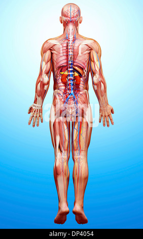 Menschlichen Muskel Anatomie - männliche Muskeln von Rücken hinten ...