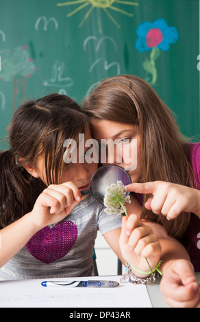 Mädchen im Klassenzimmer Prüfung Blumen mit Lupe, Deutschland Stockfoto