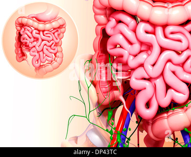 Menschliche Verdauungssystem, artwork Stockfoto