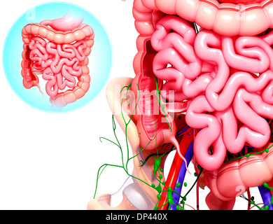 Menschliche Verdauungssystem, artwork Stockfoto