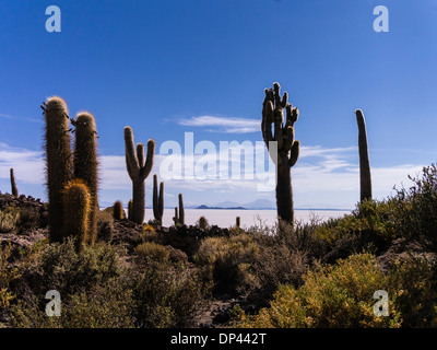 Gigantischen Kakteen Echinopsis atacamensis, Anlagen auf der Isla Incahuasi in der Mitte des Salar de Uyuni. Stockfoto