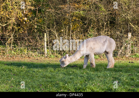 Vicugna Pacos. Alpaka Weiden in einem kleinen Paddock im Vereinigten Königreich. Stockfoto