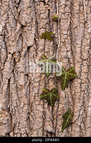 Hedera Helix klammerte sich an die Rinde eines alten Baumes. Stockfoto