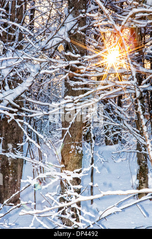 Strahlen der Sonne durch den tief verschneiten Bäumen Stockfoto