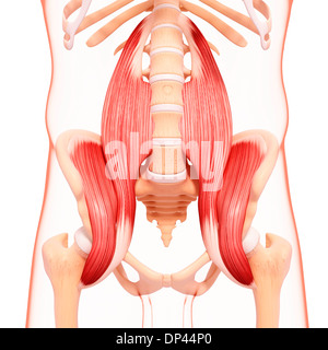 Menschlichen Hüfte Muskulatur, artwork Stockfoto