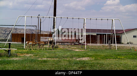 23. Juli 2006; Jeffrey Stadt, Wyoming, USA; Eine Familie von Antilope Weiden auf einem Spielplatz in Jeffrey Stadt im amerikanischen Bundesstaat Wyoming eine Uran-Bergbau-Stadt, in den frühen 1950er Jahren gebaut und in den 1980er Jahren aufgegeben, nach den drei Mile Island und Tschernobyl nuklearen Unfällen.  Obligatorische Credit: Foto von Alex Pitt/ZUMA Press. (©) Copyright 2006 von Alex Pitt Stockfoto