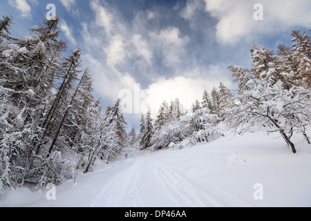 Winterlandschaft in den Alpen nach Schneefällen. Weitwinkeleinstellung von Lärchen, die unter dem Schnee in einem gefrorenen Umfeld Stockfoto