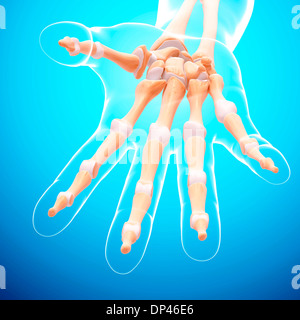 Knochen der menschlichen Hand, artwork Stockfoto