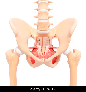 Menschlichen Hüfte Muskulatur, artwork Stockfoto