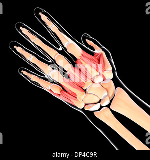 Menschliche Hand Muskulatur, artwork Stockfoto