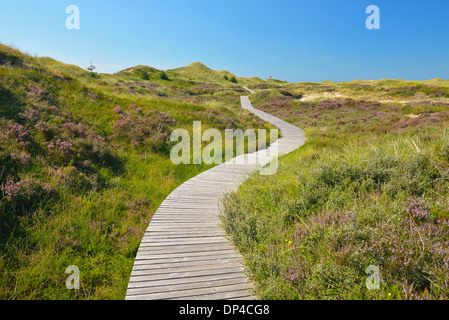 Holzsteg durch Dünen, Sommer, Norddorf, Amrum, Schleswig-Holstein, Deutschland Stockfoto