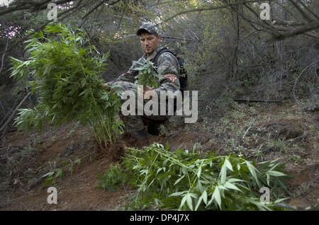 14. August 2006; Sacramento, Kalifornien, USA; Ray LeLoup (Cq) ein special Agent mit dem Bureau of Land Management befasst sich mit Marijana Pflanzen Illegially Montag, 14. August 2006 auf BLM Land wachsen. Das El Dorado County Sheriff Department zusammen mit der federal Drug Enforcement Agency zusammen mit Mitgliedern der Kampagne gegen Marihuana Anpflanzen um zwei Standorten aus Lachs fällt Ro überfallen Stockfoto