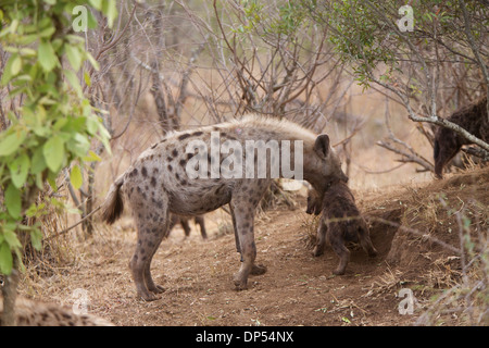 Gefleckte Hyäne Mutter bewegt sich ihr junge junges rund um die Höhle, Kruger, Südafrika Stockfoto