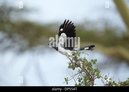 White-bellied Go-away-Bird, ausziehen von einem Strauch, Kenia Stockfoto