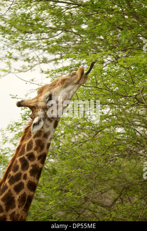 Eine Giraffe tun was Giraffen am besten können, erreichen hoch in den Bäumen für überlässt Essen.  Kruger, Südafrika Stockfoto