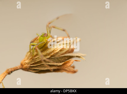 Diaea dorsata Stockfoto