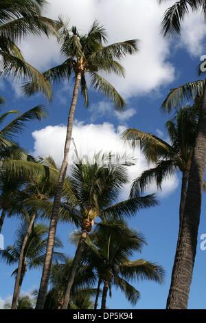 Sep 18, 2006; Maui, HI, Vereinigte Staaten; Die Insel Maui im Pazifik ist die zweitgrößte der Hawaii-Inseln an 727 Quadrat-Meilen.  West Maui ist mit weitläufigen Stränden und Hotels der gehobenen Klasse der Ka'anapali und der historische Walfang Lahaina, eines der wichtigsten Erholungsgebiete Mauis.  Im Bild: Schöne Palmen. Obligatorische Credit: Foto von Camilla Zenz/ZUMA Press. (©) Copyright 2006 Stockfoto