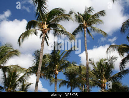 Sep 18, 2006; Maui, HI, Vereinigte Staaten; Die Insel Maui im Pazifik ist die zweitgrößte der Hawaii-Inseln an 727 Quadrat-Meilen.  West Maui ist mit weitläufigen Stränden und Hotels der gehobenen Klasse der Ka'anapali und der historische Walfang Lahaina, eines der wichtigsten Erholungsgebiete Mauis.  Im Bild: Schöne Palmen. Obligatorische Credit: Foto von Camilla Zenz/ZUMA Press. (©) Copyright 2006 Stockfoto