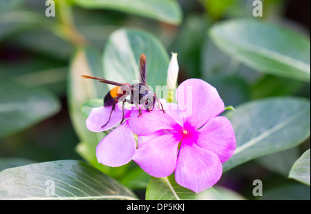 Wespe mit Vinca Blumen oder immergrün Blumen. Stockfoto