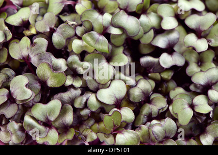 Patch des neuen Wachstums lila Gartenkresse extreme Nahaufnahme erschossen Stockfoto