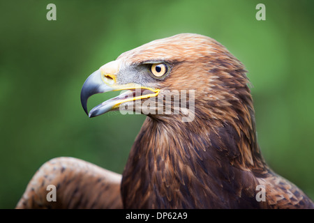 Porträt von einem goldenen Adler mit einem russischen Steppenadler mit einem offenen Schnabel gekreuzt. Stockfoto