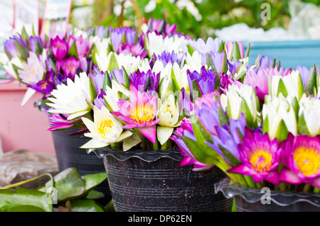 Trauben von Seerosen auf dem Markt. Stockfoto