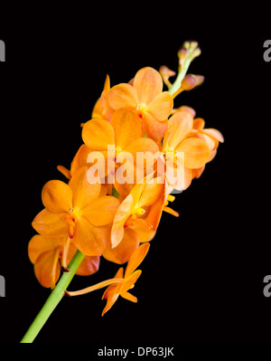 Schöne orange Orchidee. Stockfoto