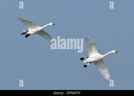 Bewick ´s Schwan oder Tundra-Schwan - Cygnus Bewickii 2 im Flug Stockfoto