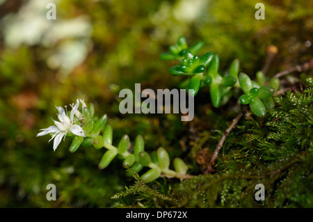 Weiße Fetthenne - Sedum Album unter Moos wächst Stockfoto