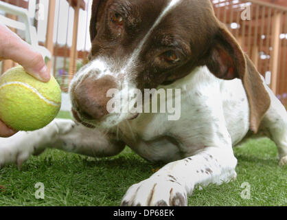 9. Oktober 2006; Carlsbad, Kalifornien, USA; Die Grafschaft von San Diego Department of Animal Services hat ein neues Programm, wo Senioren senior Haustiere kostenlos übernehmen können. MISSY ", ein 8 Jahre Alter Zeiger, dessen Tier ID-Nummer A11144678 ist, spielte Ball mit TIFFANY Schilde im Tierheim in Karlsbad.    Obligatorische Credit: Foto von Don Kohlbauer/SDU-T/ZUMA Press. (©) Copyright 2006 by SDU-T Stockfoto