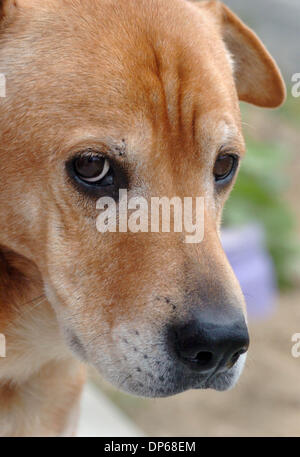 9. Oktober 2006; Carlsbad, Kalifornien, USA; Die Grafschaft von San Diego Department of Animal Services hat ein neues Programm, wo Senioren senior Haustiere kostenlos übernehmen können. Dies ist ANNE, eine 9-jährige roten Shar Pei/Schäferhund Mix. Ihr Tier-ID ist A1116911.   Obligatorische Credit: Foto von Don Kohlbauer/SDU-T/ZUMA Press. (©) Copyright 2006 by SDU-T Stockfoto