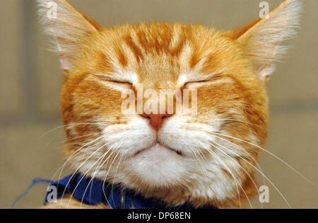 9. Oktober 2006; Carlsbad, Kalifornien, USA; Die Grafschaft von San Diego Department of Animal Services hat ein neues Programm, wo Senioren senior Haustiere kostenlos übernehmen können. Dies ist "JIMMY", eine Orange männlichen Tabby deren tierische Zahl A1118722 ist.  Obligatorische Credit: Foto von Don Kohlbauer/SDU-T/ZUMA Press. (©) Copyright 2006 by SDU-T Stockfoto