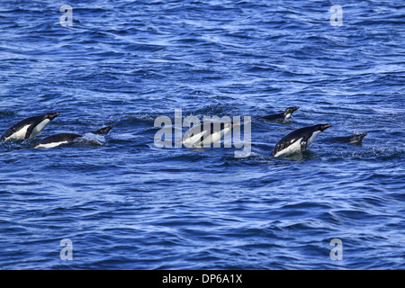 Adelie Penguin (Pygoscelis Adeliae) Erwachsene Gruppe schwimmen und Porpoising braun Bluff antarktischen Halbinsel Antarktis Dezember Stockfoto