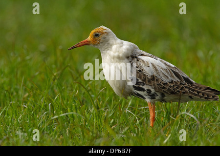 Kampfläufer (Philomachus Pugnax) männlich Stockfoto