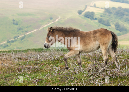 Exmoor Pony Fohlen - UK Stockfoto