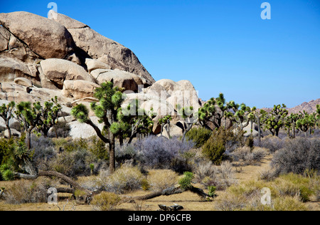 Ansicht der Joshua Tree Nationalpark, Kalifornien, Vereinigte Staaten von Amerika, USA. Landschaft, Natur, Wildnis, Pflanzen Stockfoto