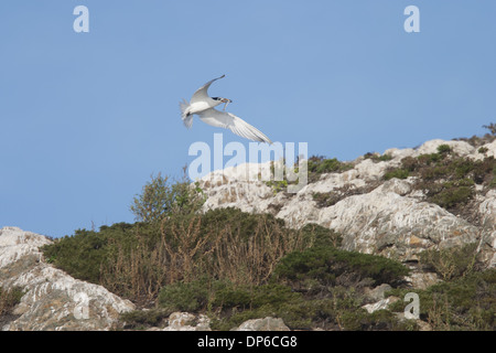 Chinese Crested Tern (Thalasseus Bernsteini) Erwachsene-Zucht Gefieder mit kleinen Fischen im Schnabel im Flug über Insel Zucht Stockfoto