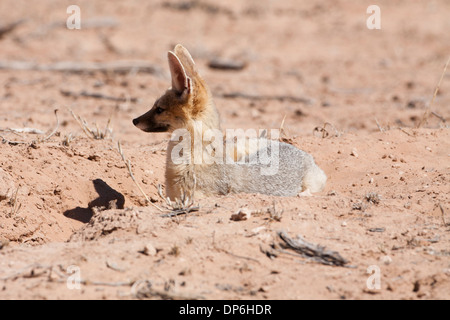 Cape Fox (vulpes Chama) in der Kalahari Wüste, Südafrika Stockfoto