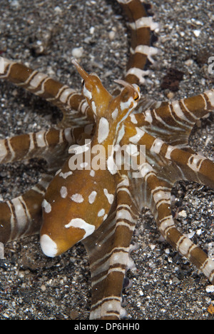 Wonderpus Octopus (Wunderpus Photogenicus) Erwachsenen Jagd mit erweiterten Rock Lembeh Straße Sulawesi Sunda-Inseln in Indonesien Stockfoto