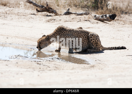 Männliche Geparden trinken aus einem Wasserloch in der Kalahari Stockfoto